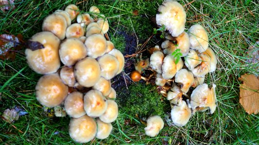 Hypholoma fasciculare 99691804