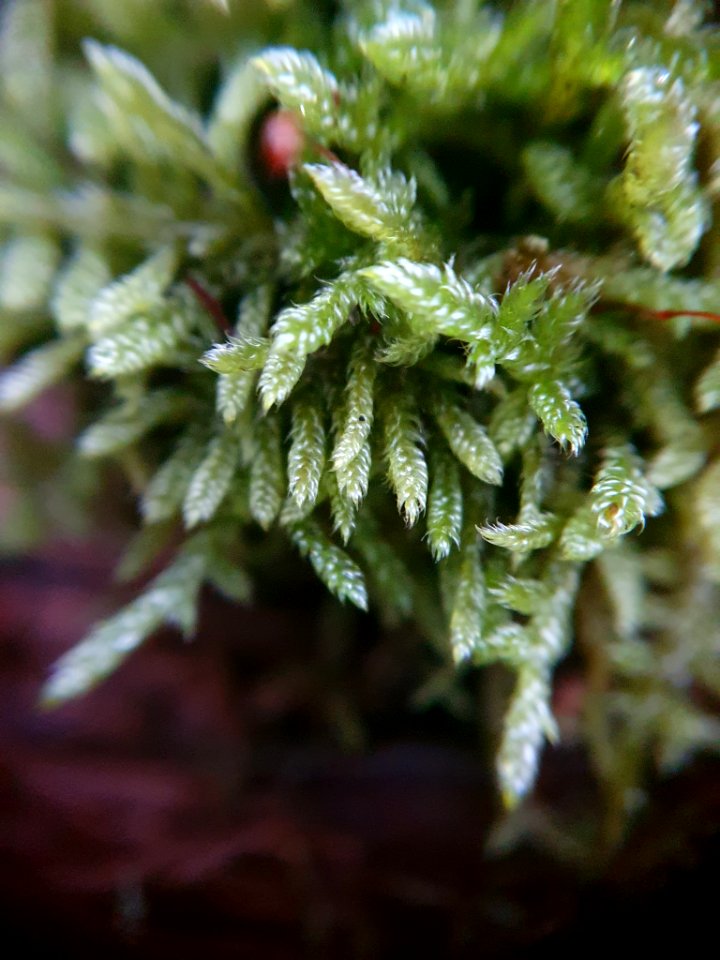 Hypnum cupressiforme 113785297