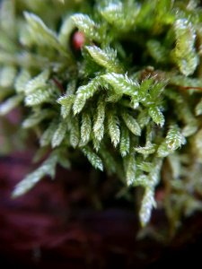 Hypnum cupressiforme 113785297