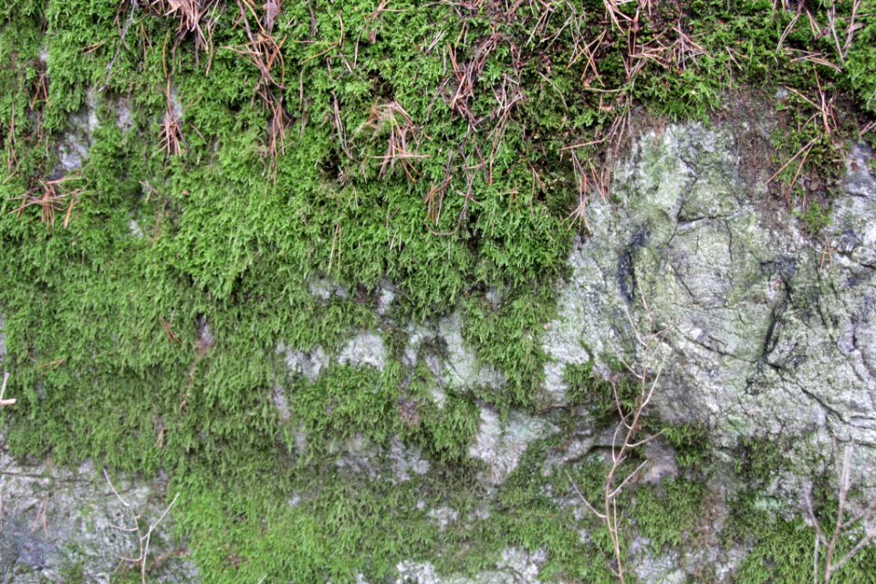 Hypnum cupressiforme 105486910