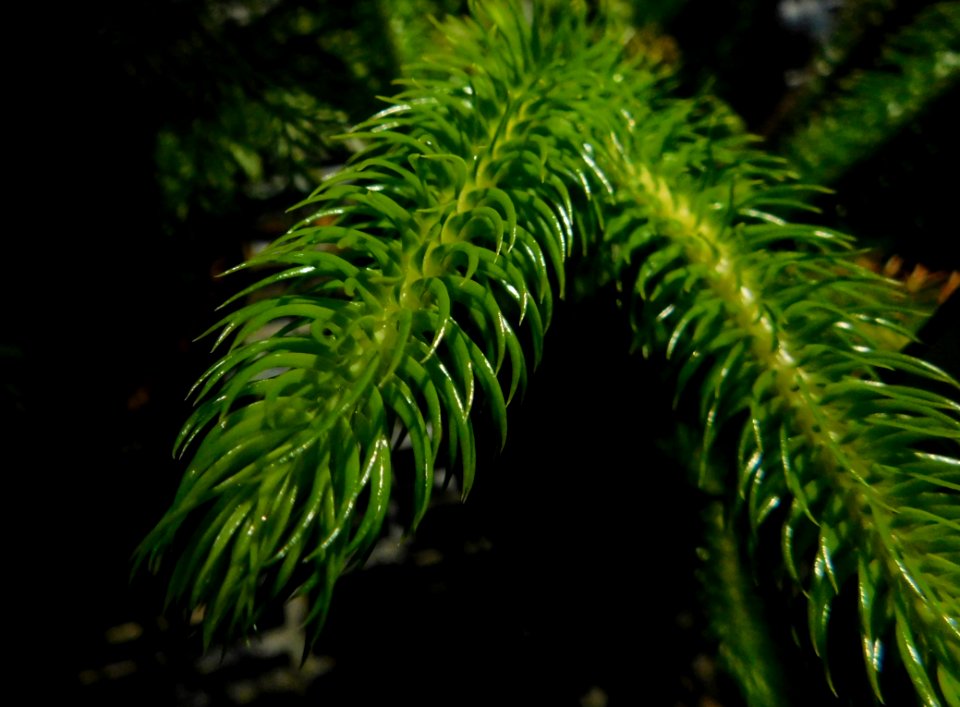 Huperzia squarrosa