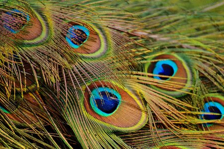 Poultry feather bill photo