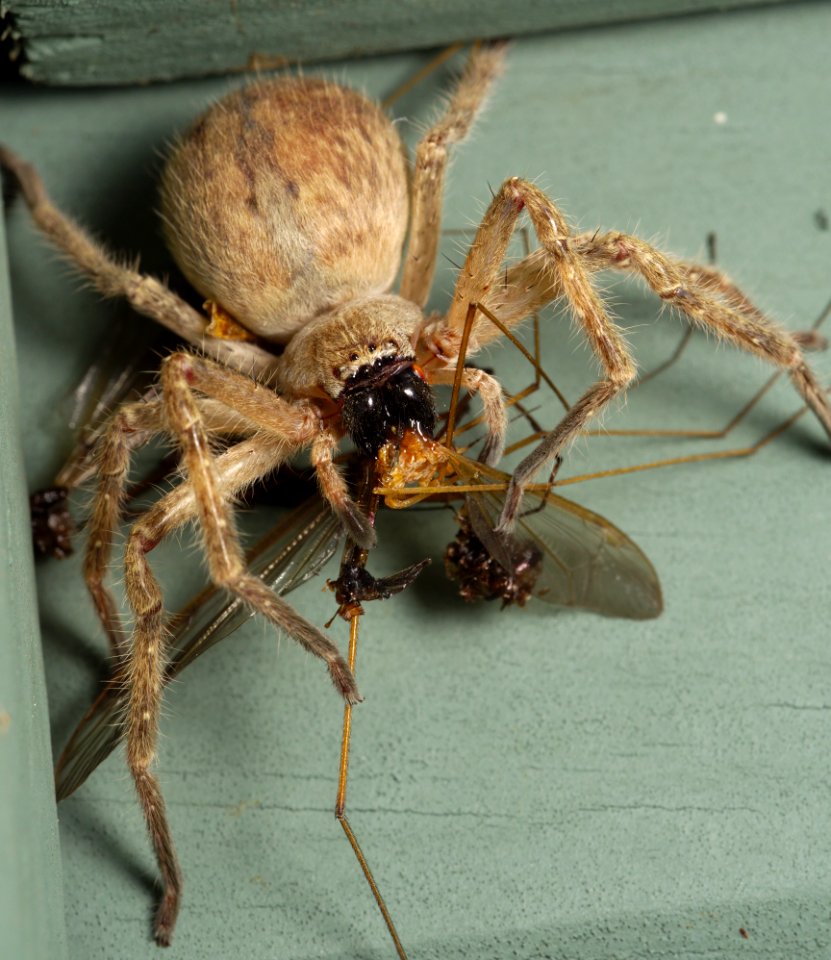 Huntsman spider Olios giganteus eating crane flies (2)