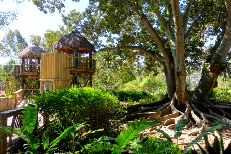 Huts and banyan - Marie Selby Botanical Gardens - Sarasota, Florida - DSC01224