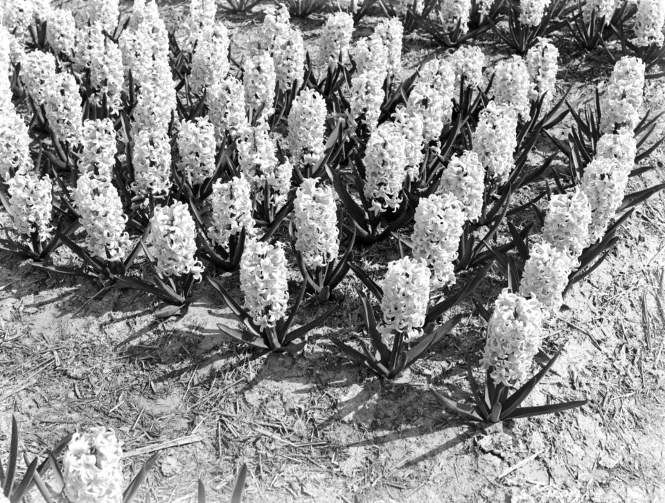 Hyacinthen, Bestanddeelnr 189-0373