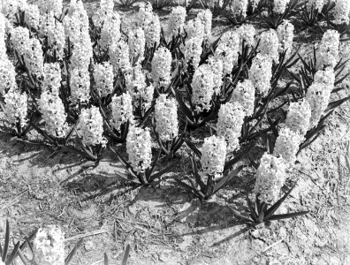 Hyacinthen, Bestanddeelnr 189-0373