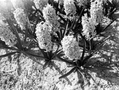Hyacinthen, Bestanddeelnr 189-0371
