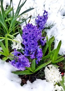 Hyacinths in April snow - Arlington, MA