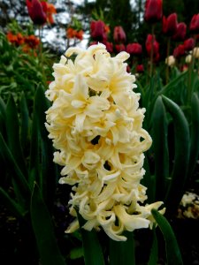Hyacinthus orientalis yellow queen