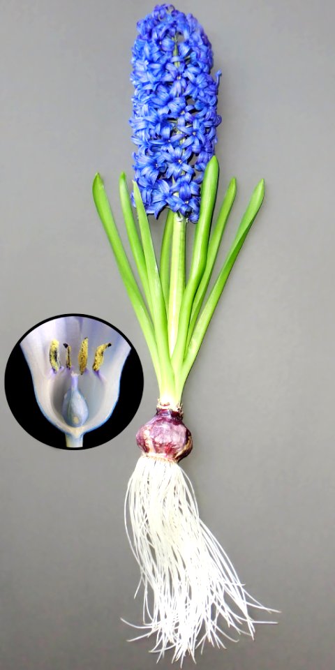 Hyacinth Structure Pic