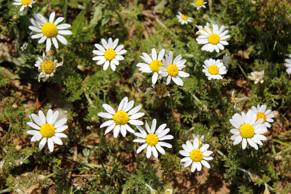 Daisy flower plant