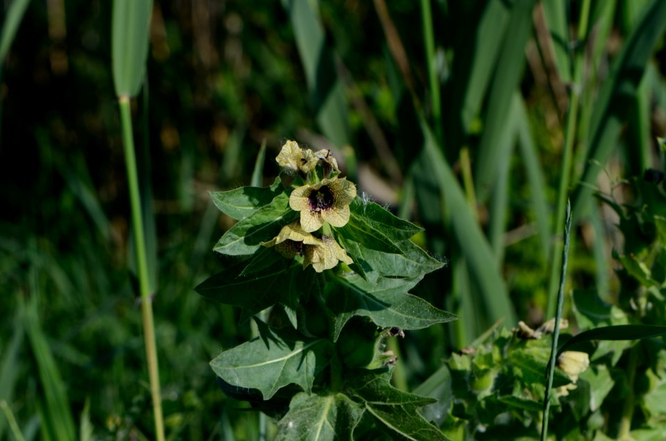 Hyoscyamus niger Anthese