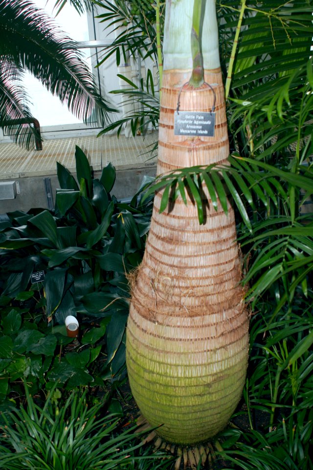 Hyophorbe lagenicaulis stem and roots