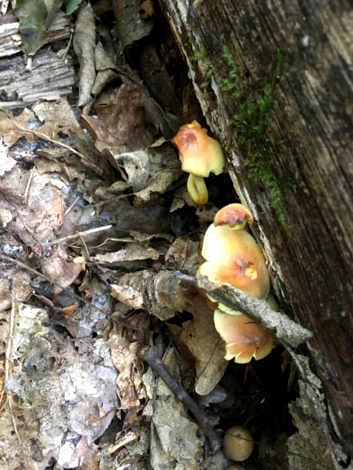 Hypholoma fasciculare 96746044