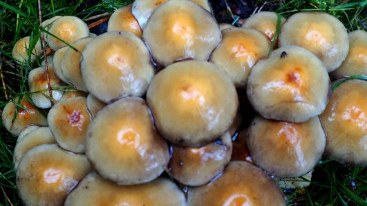 Hypholoma fasciculare 99691864