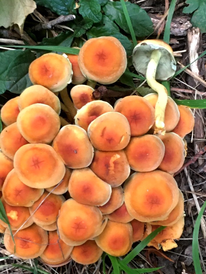 Hypholoma fasciculare 97121819