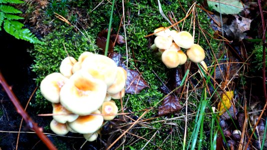 Hypholoma fasciculare 99701195