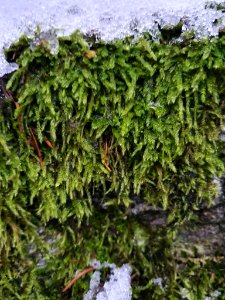 Hypnum cupressiforme 110670633
