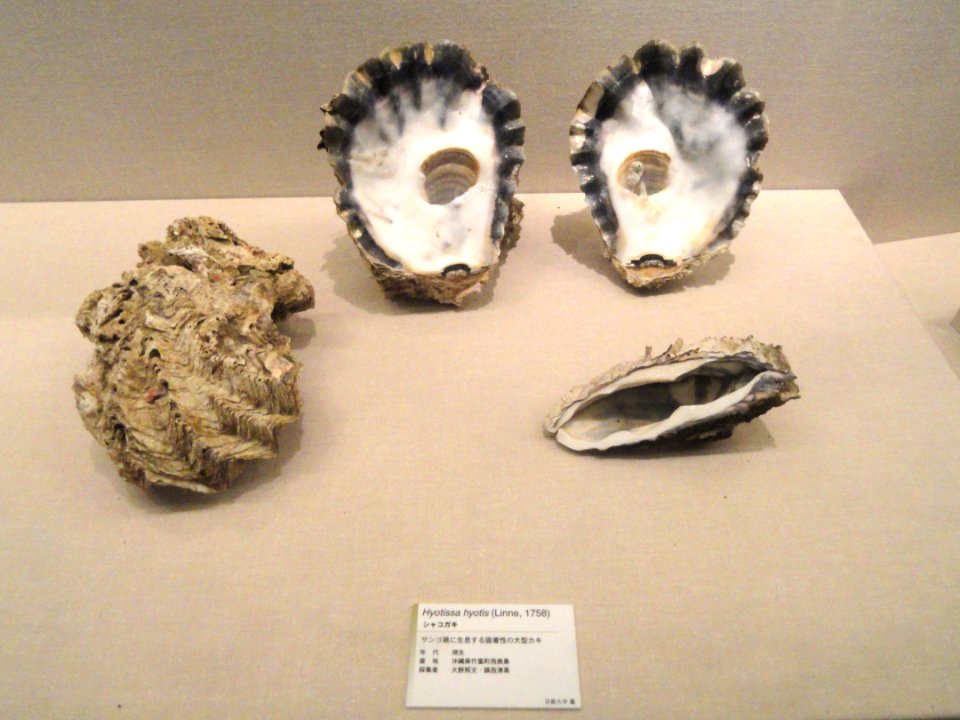Hyotissa hyotis - Kyoto University Museum - DSC06407