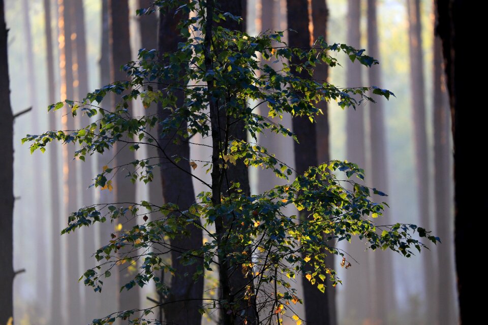 Autumn hiking trails nature
