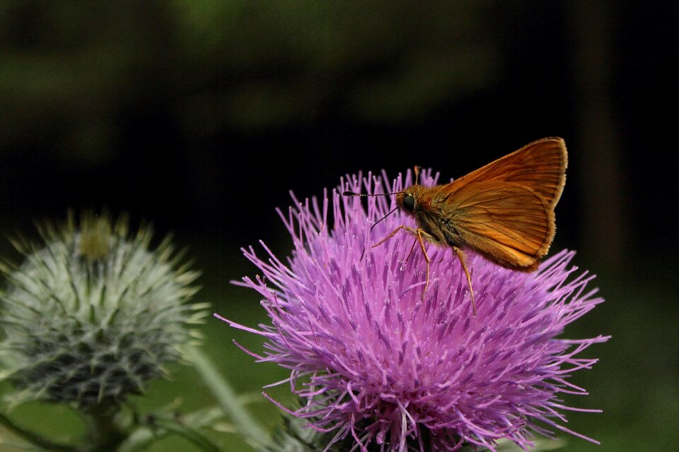 Thistle flower macro
