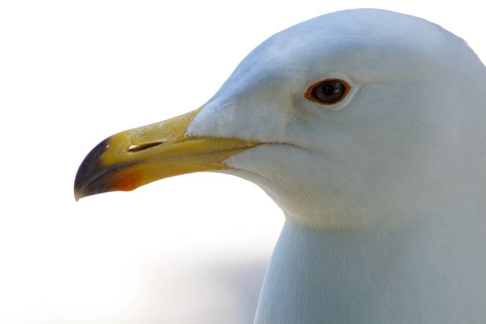 Face white eye