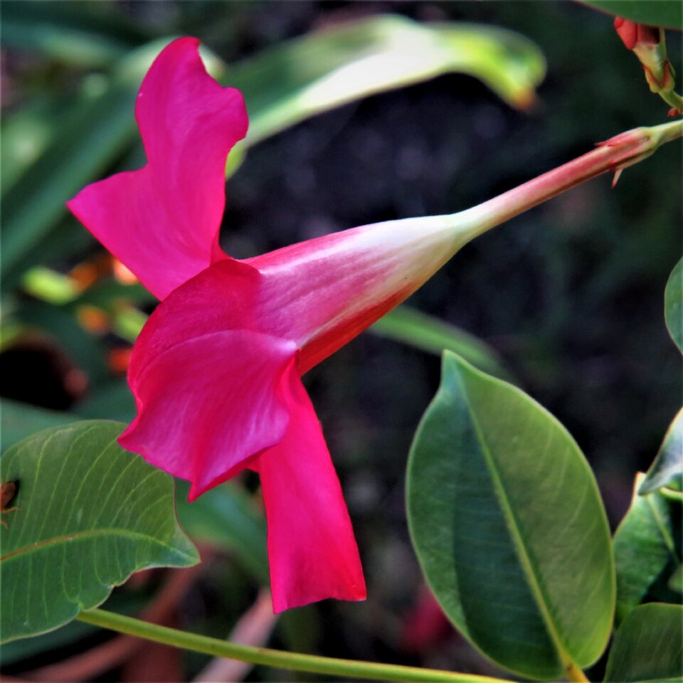 Red flower green vine colorful