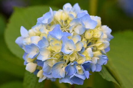 Nature blue flower hydrangea photo
