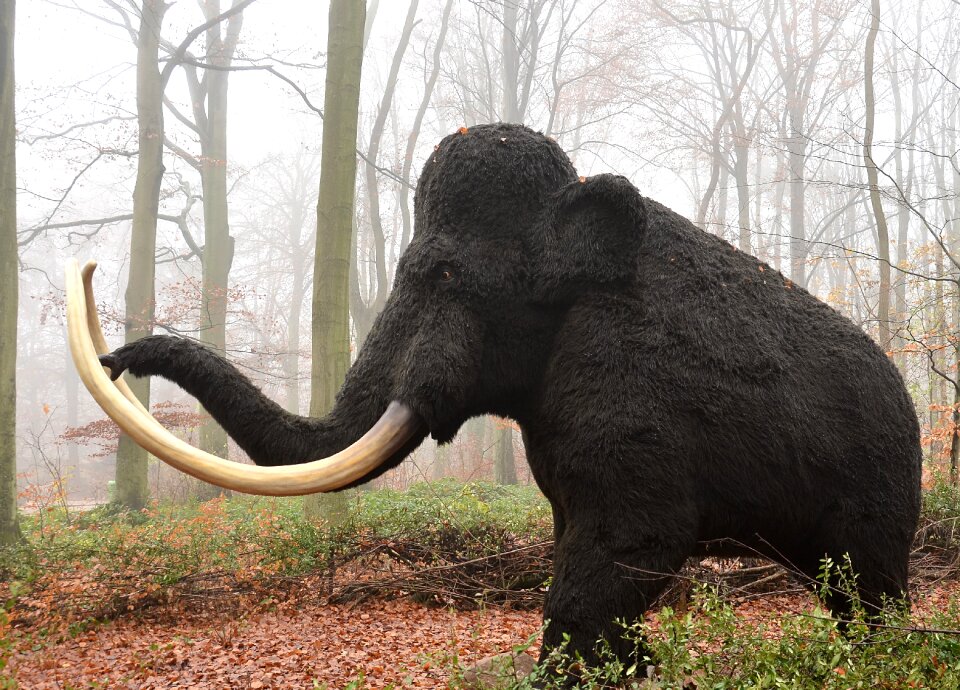 Extinct animal pachyderm