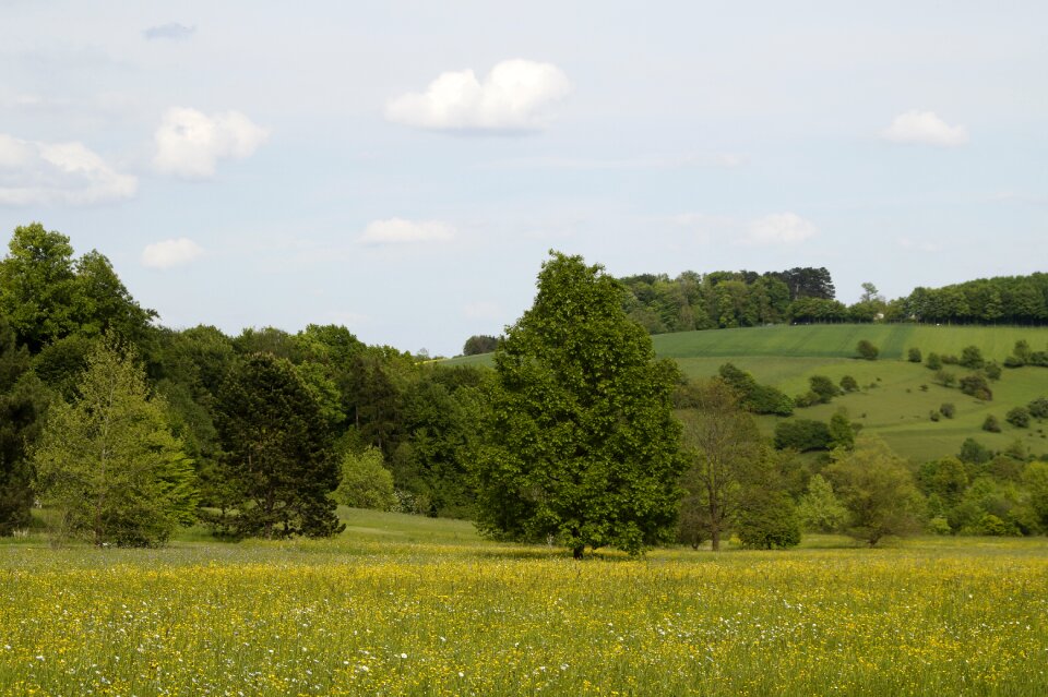 Meadow wildflowers landscape