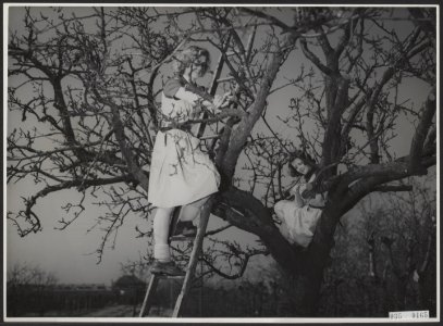 Huis te Lande tuinbouwschool te Rijswijk. Het snoeien van de oud appelboom met, Bestanddeelnr 035-0165