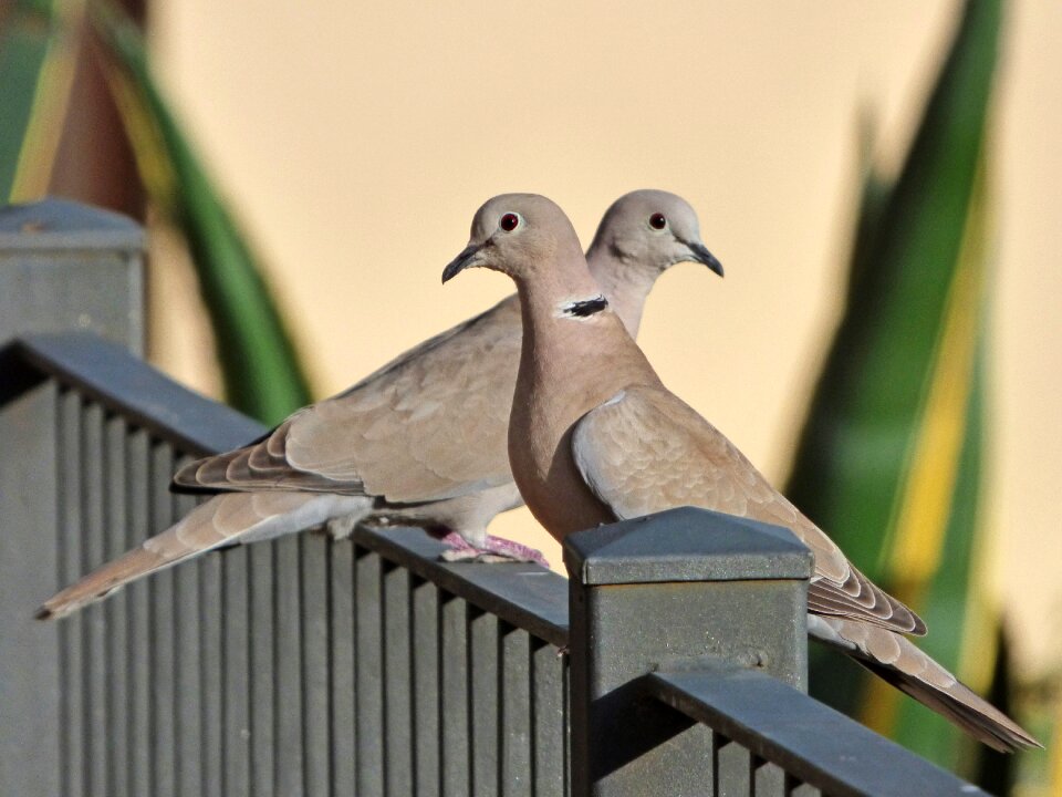 Eurasian collared dove couple rail