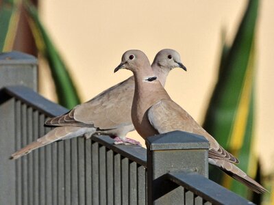 Eurasian collared dove couple rail