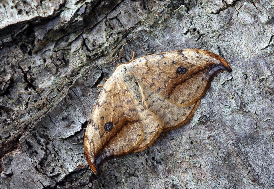 Insect close wing