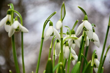 Common snowdrop early bloomer snowdrop spring photo