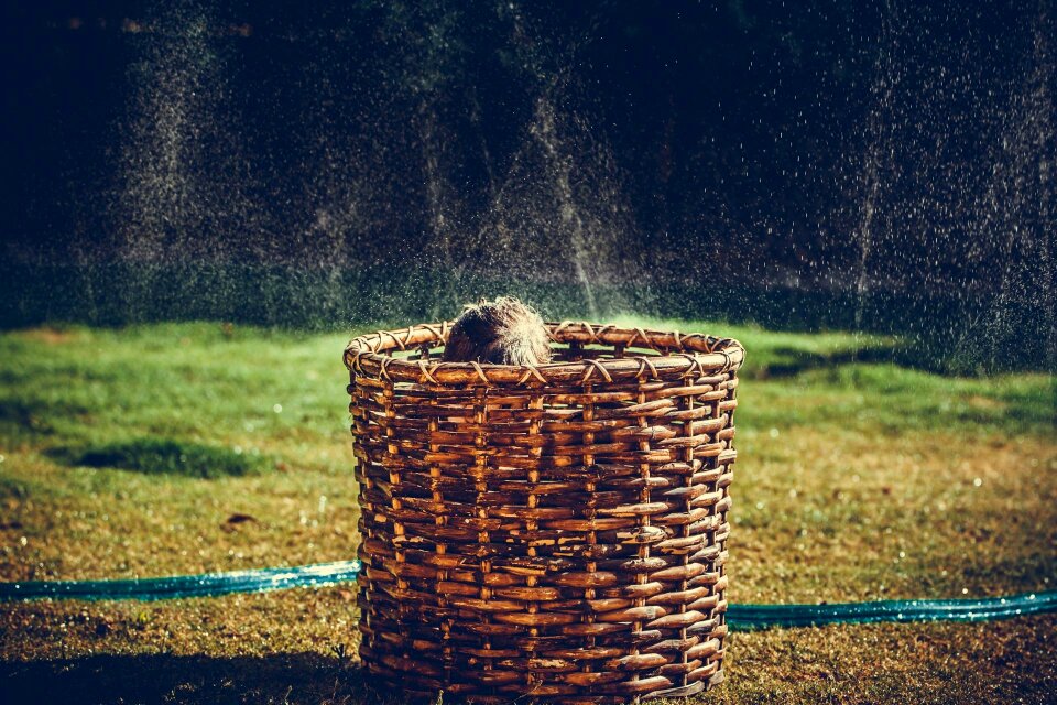 Sprinkler water backyard