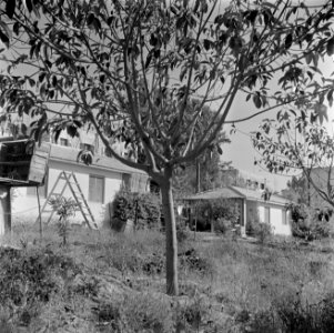 Huizen en een boompje bij kibboets Kiwath Brenner, Bestanddeelnr 255-0562 photo