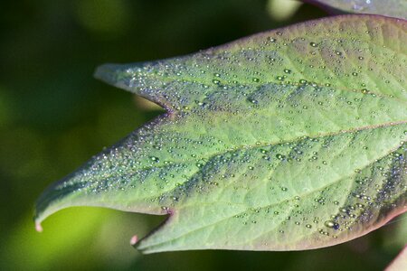 Drip drop of water leaf