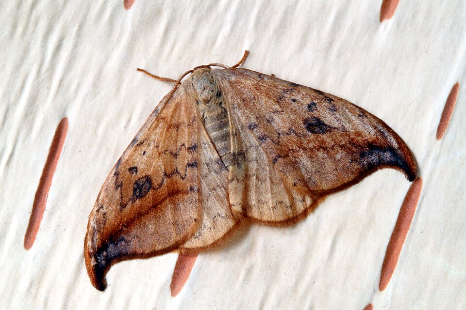 Insect close wing
