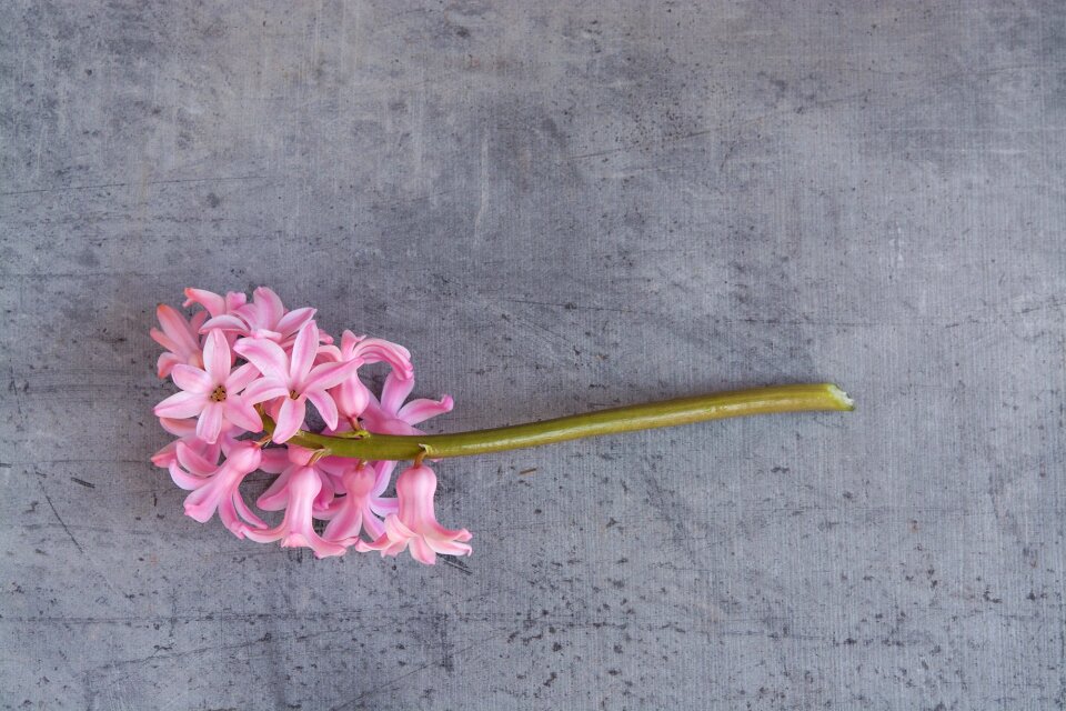 Pink flower flowers pink flowers photo