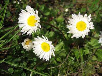 Nature plant natural