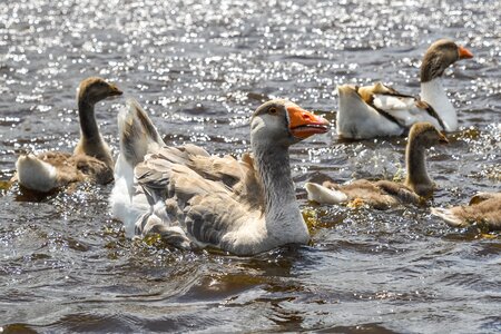 Bird marsh geese photo