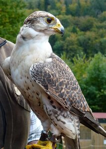 Falconry sit bird of prey