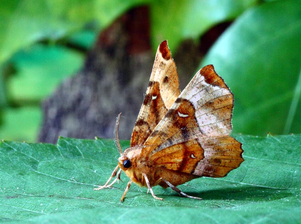 Insect close wing photo