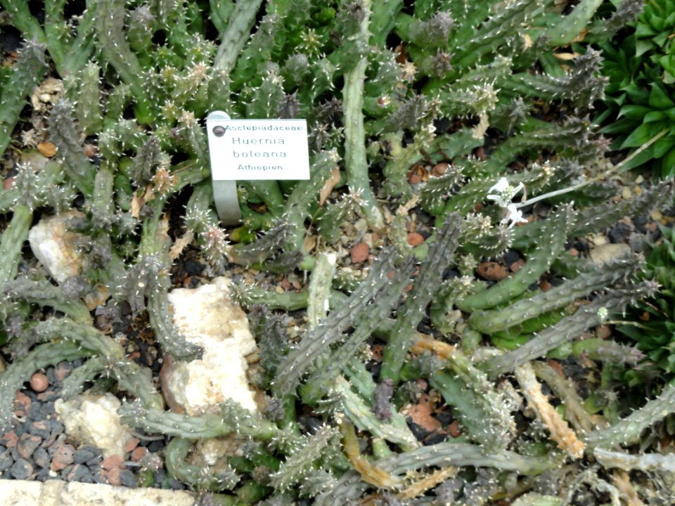 Huernia booleana - Botanischer Garten Freiburg - DSC06331