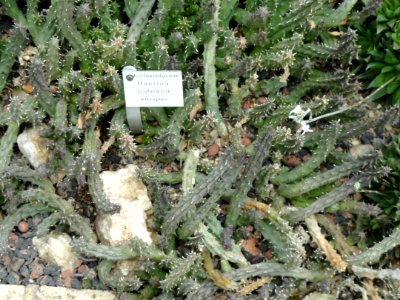 Huernia booleana - Botanischer Garten Freiburg - DSC06331