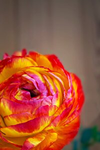 Bloom red orange
