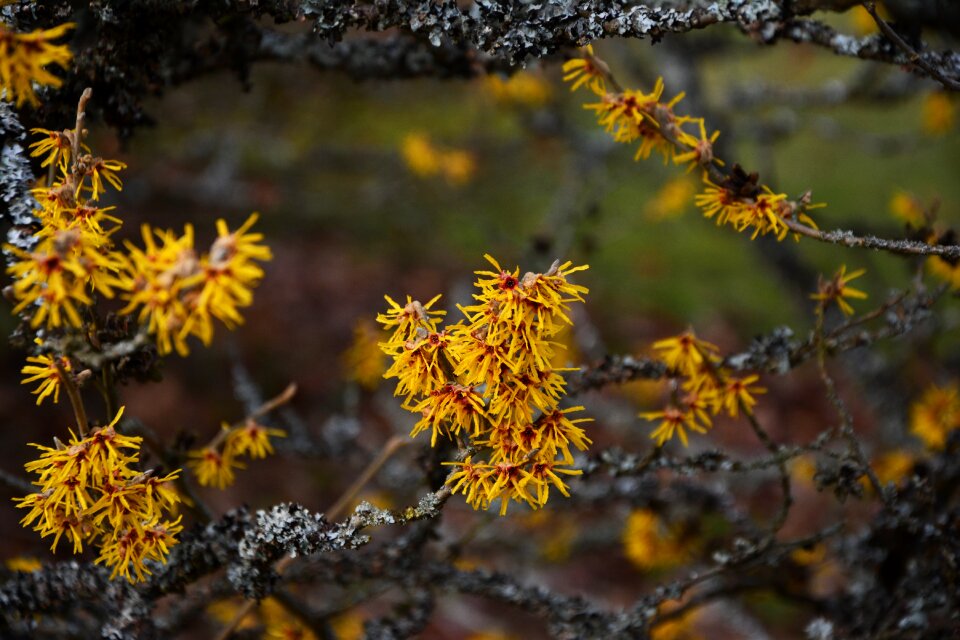 Harbinger of spring spring awakening branch