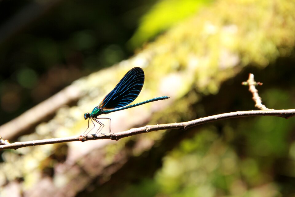 Dragonfly summer wing