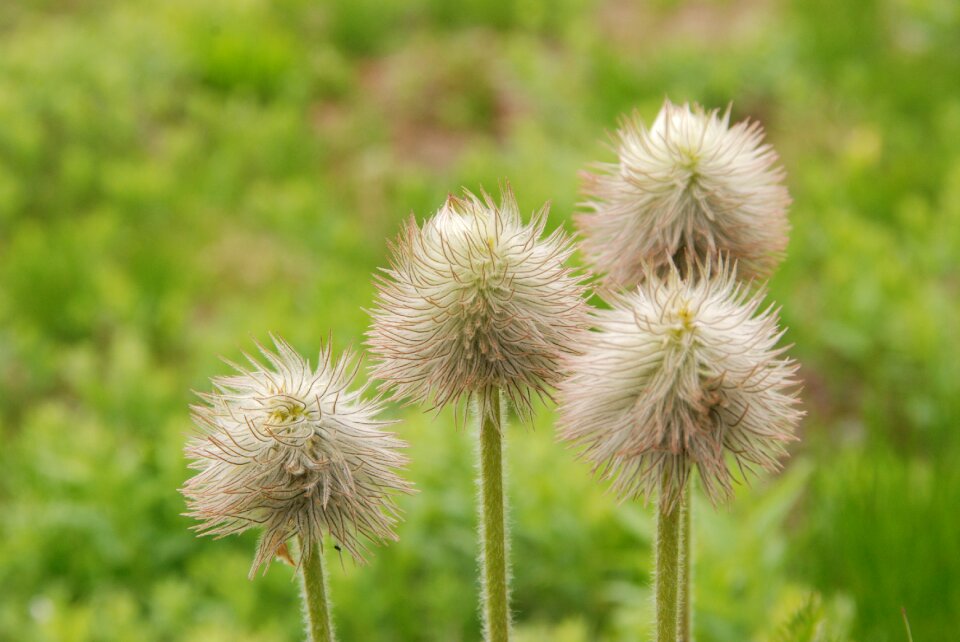 Lint soft nature